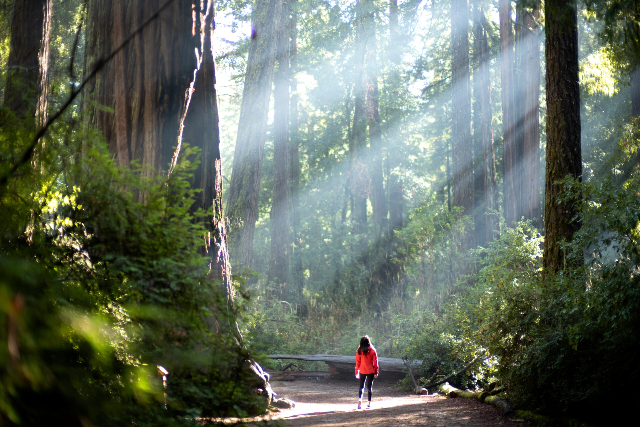 Light Sunlight through redwood trees on a path in the redwood forest in big basin Tax-Smart Investing