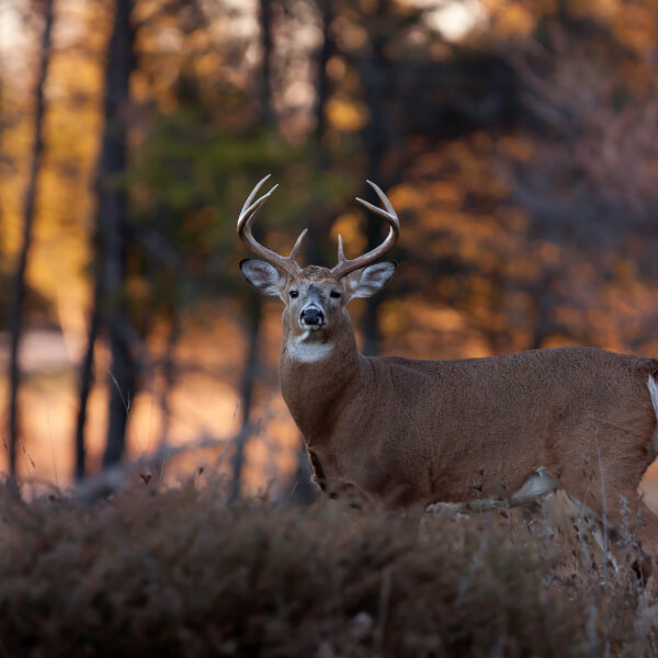 Health Savings Account